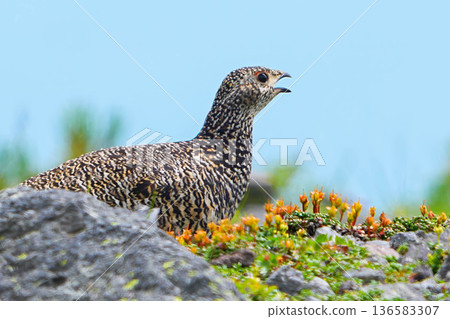 Ptarmigan 136583307