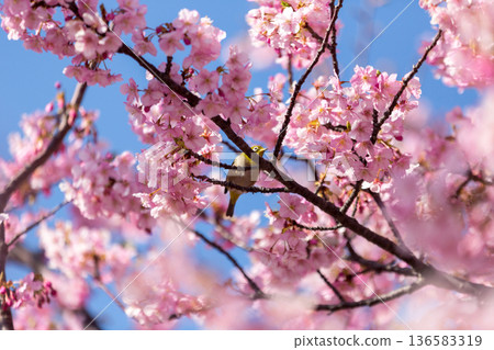 A Japanese white-eye sucking nectar among the cherry blossoms in full bloom Kawazu cherry blossoms A Japanese white-eye sucking nectar among the cherry blossoms in full bloom Kawazu cherry blossoms 136583319