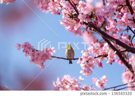A Japanese white-eye sucking nectar among the cherry blossoms in full bloom Kawazu cherry blossoms A Japanese white-eye sucking nectar among the cherry blossoms in full bloom Kawazu cherry blossoms 136583320