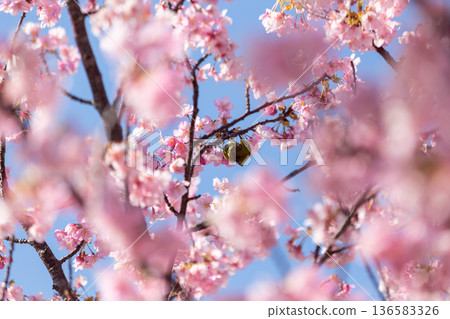 A Japanese white-eye sucking nectar among the cherry blossoms in full bloom Kawazu cherry blossoms A Japanese white-eye sucking nectar among the cherry blossoms in full bloom Kawazu cherry blossoms 136583326