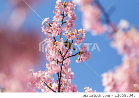 A Japanese white-eye sucking nectar among the cherry blossoms in full bloom Kawazu cherry blossoms A Japanese white-eye sucking nectar among the cherry blossoms in full bloom Kawazu cherry blossoms 136583343
