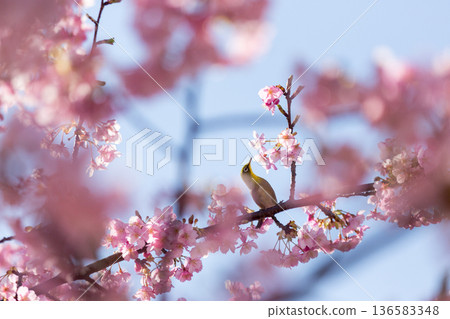 一隻繡眼鳥在盛開的河津櫻花叢中吸食花蜜 一隻繡眼鳥在盛開的河津櫻花叢中吸食花蜜 136583348