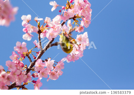 A Japanese white-eye sucking nectar among the cherry blossoms in full bloom Kawazu cherry blossoms 136583379