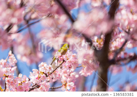 A Japanese white-eye sucking nectar among the cherry blossoms in full bloom Kawazu cherry blossoms A Japanese white-eye sucking nectar among the cherry blossoms in full bloom Kawazu cherry blossoms 136583381