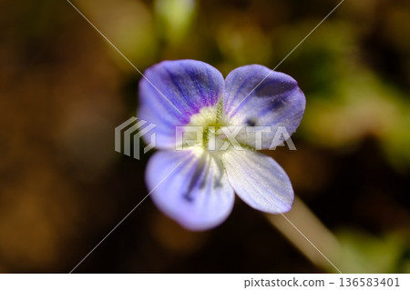 波斯Speedwell 波斯Speedwell 136583401