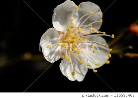 白梅花 136583402