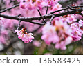 雨後的櫻花，水珠從枝頭滴落，粉紅色的花瓣閃閃發光。 136583425