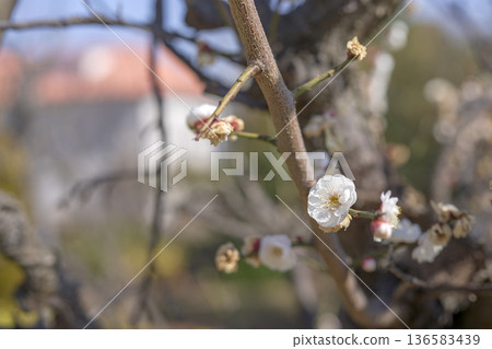 White plum blossoms plum white spring February image White plum blossoms plum white spring February image 136583439