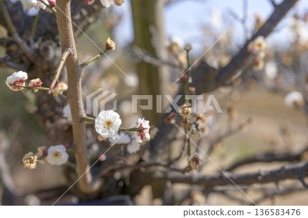 白色梅花,梅花,白色,春天,二月,圖片 白色梅花,梅花,白色,春天,二月,圖片 136583476