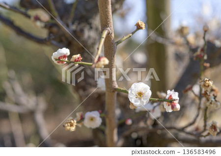 White plum blossoms plum white spring February image 136583496