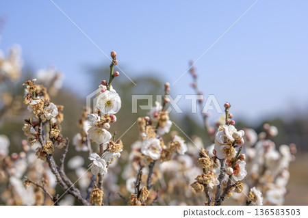 White plum blossoms plum white spring February image 136583503
