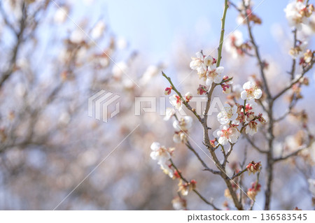White plum blossoms plum white spring February image White plum blossoms plum white spring February image 136583545