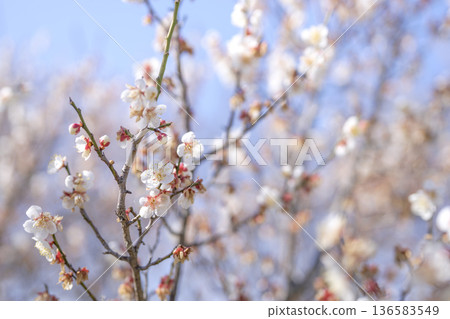 白色梅花,梅花,白色,春天,二月,圖片 白色梅花,梅花,白色,春天,二月,圖片 136583549