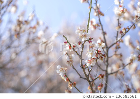 白色梅花,梅花,白色,春天,二月,圖片 白色梅花,梅花,白色,春天,二月,圖片 136583561