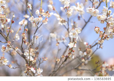 White plum blossoms plum white spring February image White plum blossoms plum white spring February image 136583695