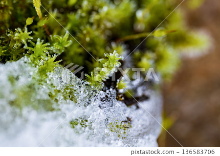冬日清晨,低溫凍結了一片新鮮的日本金髮。 冬日清晨,低溫凍結了一片新鮮的日本金髮。 136583706