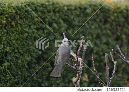 Wild bird Wild bird 136583711