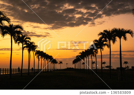 Beautiful palm trees and sunset 136583809