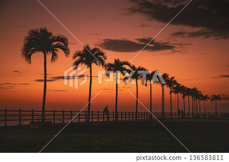 Beautiful palm trees and sunset 136583811