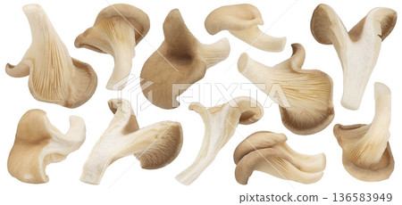 Oyster mushroom slices isolated on white background with clipping path, full depth of field 136583949