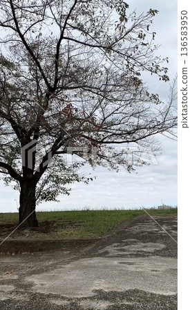 Trees beginning to sprout in spring 136583950