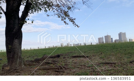 從樹蔭下望去，可以看到高層公寓大樓。 136583951