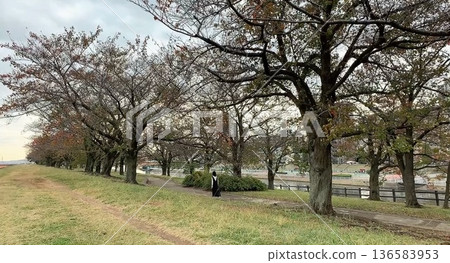 Park with cherry blossoms 136583953