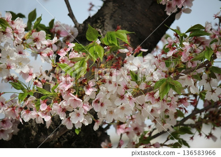 春天來了，櫻花盛開了！ ！ 136583966