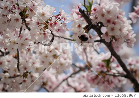 春天，櫻花盛開。 136583967