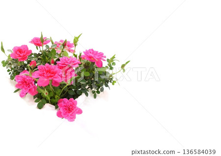 迷你玫瑰,粉紅花朵,玫瑰,淺色背景 迷你玫瑰,粉紅花朵,玫瑰,淺色背景 136584039