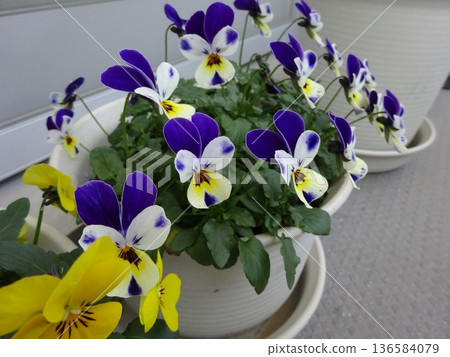 Yellow and purple viola flower planter on the balcony Yellow and purple viola flower planter on the balcony 136584079