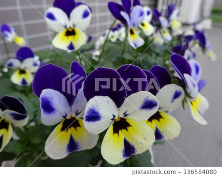 Viola flowers on the balcony Viola flowers on the balcony 136584080