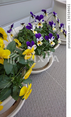Yellow and purple viola flower planter on the balcony Yellow and purple viola flower planter on the balcony 136584081