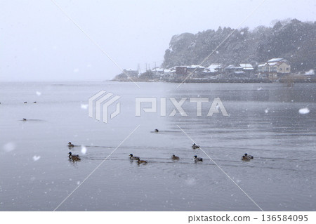 Romantic Ibaraki (Snow falls gently on Lake Hinuma, a Ramsar site, and the birds are full of life.) Hiroura Park Romantic Ibaraki (Snow falls gently on Lake Hinuma, a Ramsar site, and the birds are full of life.) Hiroura Park 136584095