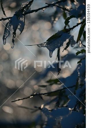 冬日清晨,公園裡陽光明媚,白雪皚皚,景色宜人。 冬日清晨,公園裡陽光明媚,白雪皚皚,景色宜人。 136584439