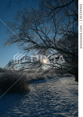 冬日清晨,公園裡陽光明媚,白雪皚皚,景色宜人。 冬日清晨,公園裡陽光明媚,白雪皚皚,景色宜人。 136584468