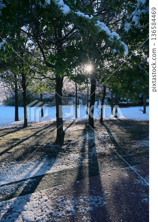 冬日清晨，公園裡陽光明媚，白雪皚皚，景色宜人。 136584469
