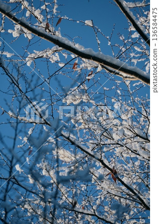 冬日清晨,公園裡陽光明媚,白雪皚皚,景色宜人。 冬日清晨,公園裡陽光明媚,白雪皚皚,景色宜人。 136584475