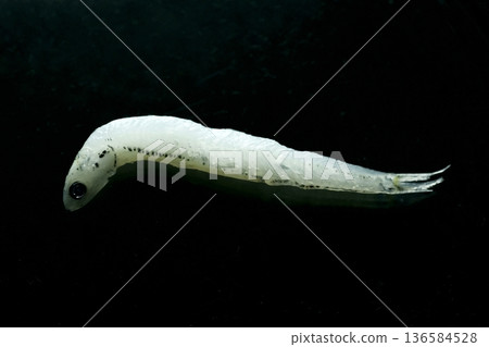 煮熟的銀魚 136584528