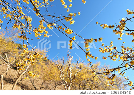 A roubai that shines in the blue sky A roubai that shines in the blue sky 136584548