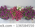Alyssum in bloom. Pink, crimson, purple, violet, and white lobularia flowers blooming in pots on a terrace or balcony. Close-up. Light grey, solid-color background. Copy space for text. 136584550