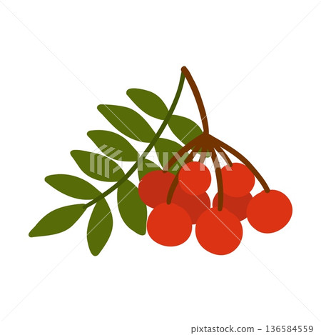 Rowan branch with leaves and berries. Mountain ash in flat style. Red forest berries. Vector illustration isolated on white background Rowan branch with leaves and berries. Mountain ash in flat style. Red forest berries. Vector illustration isolated on white background 136584559