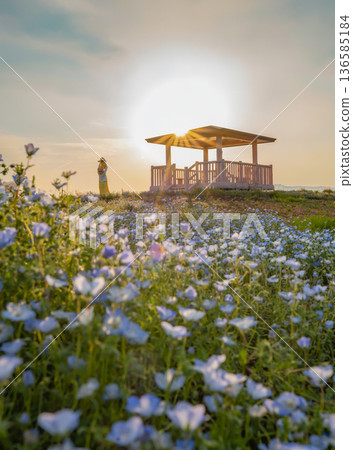 Sunset, silhouettes of a parent and child, and a flower field full of blooming nemophila flowers Sunset, silhouettes of a parent and child, and a flower field full of blooming nemophila flowers 136585184