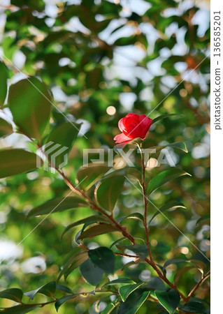 色彩艷麗又可愛的山茶花 色彩艷麗又可愛的山茶花 136585201