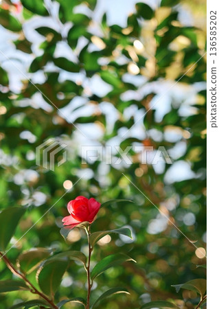 色彩艷麗又可愛的山茶花 136585202