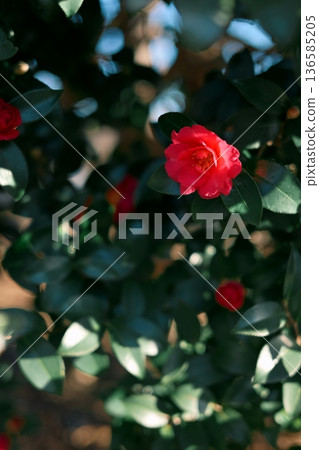 色彩艷麗又可愛的山茶花 色彩艷麗又可愛的山茶花 136585205