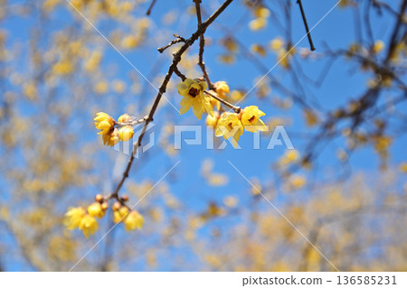 Plum blossoms telling the arrival of spring Plum blossoms telling the arrival of spring 136585231