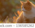 貓看日落 136585262