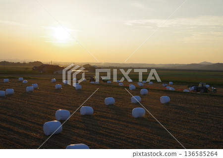 夕陽西下，慶祝田間勞動的成果。 136585264