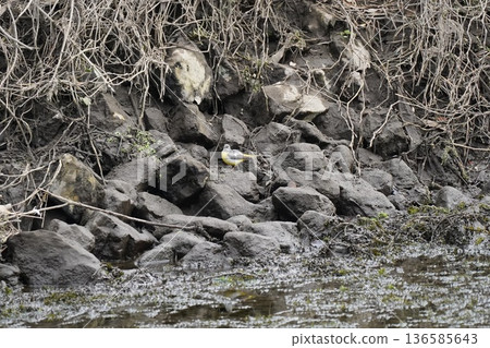 Nature Nature 136585643